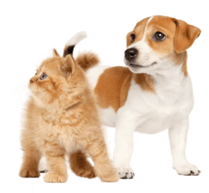 PERRO-Y-GATO-CACHORROS